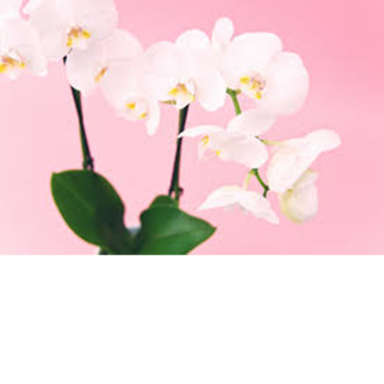 🎀