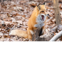 LIVE AS A FOX