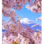 Cherry Blossom Enternal