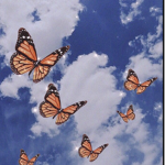 •THE BUTTERFLY GROUP•