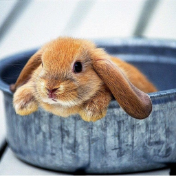 Cute Bunny game