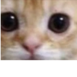 El Gatooooooooooooooooooooooooooooooooooooooooooo!