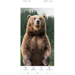 Noobs and bears group