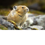 Pika_sqwad2020
