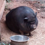 Forhud Clan