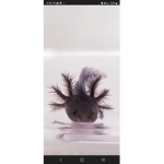 Axolotl hangout!