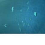 The Ocean’s Brigade