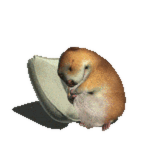 Sleeping Chomik