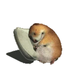 Sleeping Chomik