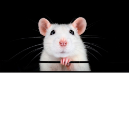 Chilly Cheeze Ratz Hangout