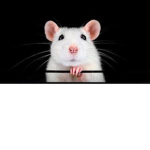 The Royal High Rats
