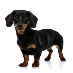 luna the dachshund