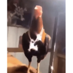 El doggo