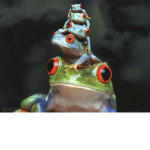 The Family of Frogs