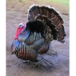 TEH_TURKEY_SQUADDDD