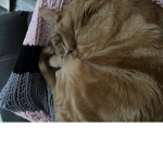 I Love kitty cat meow