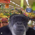 grocery monkey productions