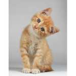 Cat particular
