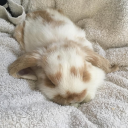 ⋆˚✿˖°