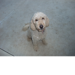 YOuNg DogGy