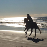 Orchard Creek Riding Academy