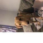 Hi um you