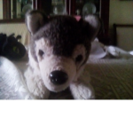 Wolf hang out