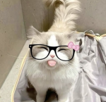 cyburrr