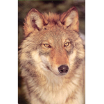 . . .red wolves. . .