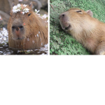 Capybara Foundation!