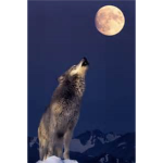 WOLF HOWL THEATRE