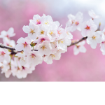 +Soul's Blossom+