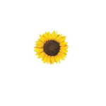 Eʟᴇɴs Fᴀsʜɪᴏɴ Cᴏʟʟᴇᴄᴛɪᴏɴ