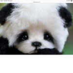 Cute animals group!!!