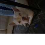 A dog looks at you