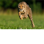 Gangue dos Leopardos
