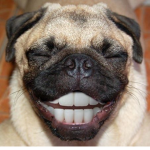 pug'spranksters