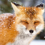 Foxy Youtube (fan group!)