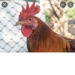 only for chicken masters