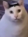 The Cult of Stare