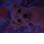 puppys are the best pet