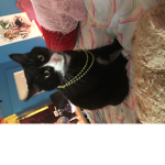 I love kitty kitties