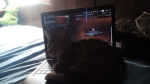 Cat gaming 3 fanclub