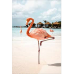 Flaming flamingos !