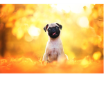 The Pug Lords