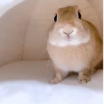 ung