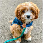 This dog is a tiny dog