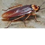 Cockroach Army