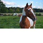 Riding stables