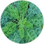 the legume of sickness; haphazerdly you will tread